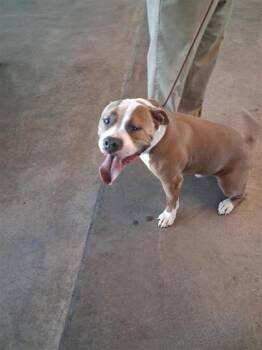 Mixed Breed Dogs Available for Adoption in West Chester, Pennsylvania - Mr. Meaty | PetCurious