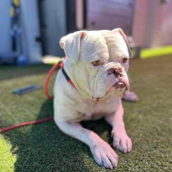 Meatball -  English Bulldog Dog for Adoption in Bellingham, Washington - Meatball | PetCurious