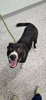 Jenna -  Terrier Dog for Adoption in Athens, Tennessee - Jenna | PetCurious