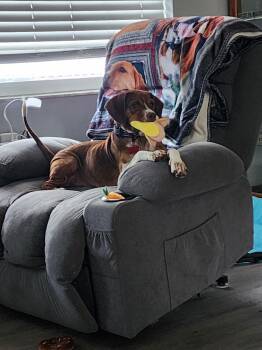 Helga -  Beagle Dog for Adoption in Odessa, Florida - Helga | PetCurious