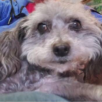 Poodle Dogs Available for Adoption - Pelusa | PetCurious