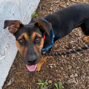 Jana -  Miniature Pinscher and Mixed Breed Dog for Adoption in Falls Church, Virginia - Jana | PetCurious