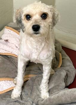Dior (53369) -  Miniature Poodle and Cocker Spaniel Dog for Adoption in Columbia, Maryland - Dior (53369) | PetCurious