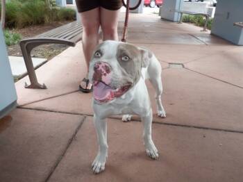 Rescue Pit Bull Terrier Dogs for Adoption in San Jose, California - MAVERICK | PetCurious