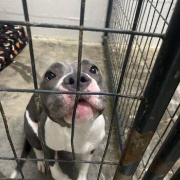 Terrier and Mixed Breed Dogs Available for Adoption in Clanton, Alabama - Eva | PetCurious