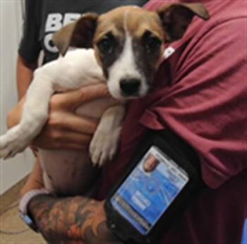 TINKER -  Dachshund and Mixed Breed Dog for Adoption in Albuquerque, New Mexico - TINKER | PetCurious