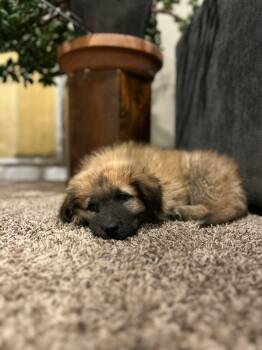 Rescue Great Pyrenees Dogs for Adoption in Loveland, Colorado - YOGI | PetCurious