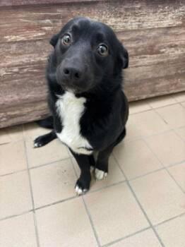 Cardigan Welsh Corgi and Mixed Breed Dogs Available for Adoption - Cornelius | PetCurious