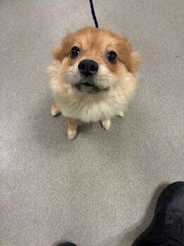Pomeranian Dogs Available for Adoption - TIM | PetCurious