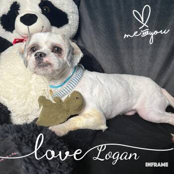 Lhasa Apso Dogs Available for Adoption - Logan | PetCurious