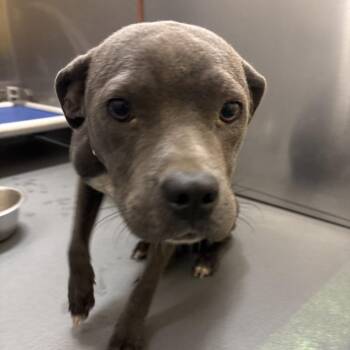 Queen -  Mixed Breed Dog for Adoption in Memphis, Tennessee - Queen | PetCurious