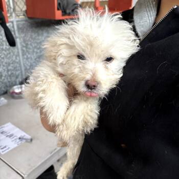 Poodle Dogs Available for Adoption - Gizmo | PetCurious