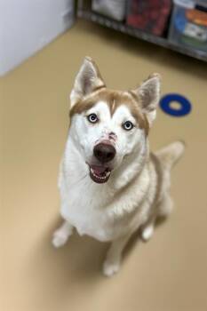 Rescue Siberian Husky Dogs for Adoption in Chula Vista, California - BLUE | PetCurious