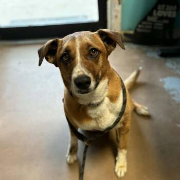 Barbie -  Shepherd and Mixed Breed Dog for Adoption in Stephenville, Texas - Barbie | PetCurious