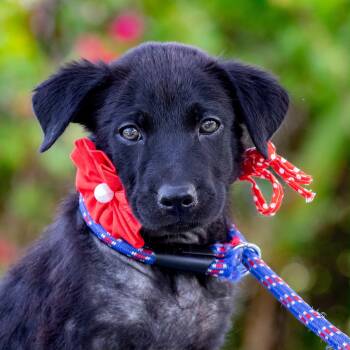 Perla- your adventure buddy -  Black Labrador Retriever and German Shorthaired Pointer Dog for Adoption in Mettawa, Illinois - Perla- Your Adventure Buddy | PetCurious
