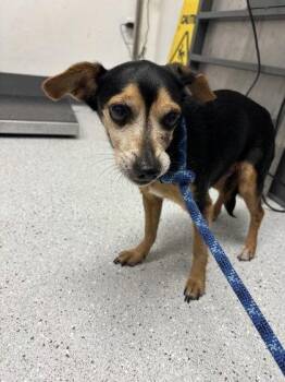 Pearl -  Mixed Breed Dog for Adoption in Oakland, California - Pearl | PetCurious