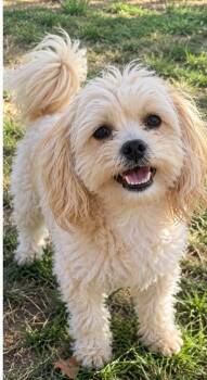 Diego -  Shih Tzu and Maltese Dog for Adoption in Davis, California - Diego | PetCurious