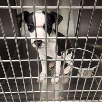 Odie -  Mixed Breed and Pit Bull Terrier Dog for Adoption in Monroe, Michigan - Odie | PetCurious