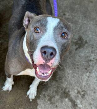 Danica -  Pit Bull Terrier Dog for Adoption in Chicago, Illinois - Danica | PetCurious