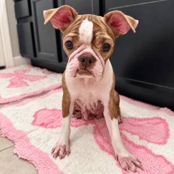 Mabel -  Boston Terrier Dog for Adoption in Mead, Colorado - Mabel | PetCurious