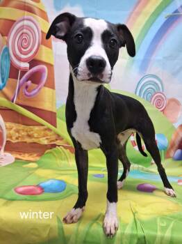 Mixed Breed Dogs Available for Adoption in Urbana, Ohio - Winter | PetCurious