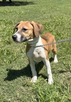 Rescue Boxer and Mixed Breed Dogs for Adoption in Moultrie, Georgia - Jane | PetCurious