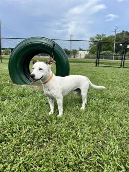 RANDY -  Parson Russell Terrier and Mixed Breed Dog for Adoption in Winter Haven, Florida - RANDY | PetCurious
