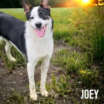 Rescue Border Collie and Mixed Breed Dogs for Adoption in Cumberland, Maryland - Maui (Joey) | PetCurious