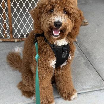 Poodle and Golden Retriever Dogs Available for Adoption - Ryder | PetCurious