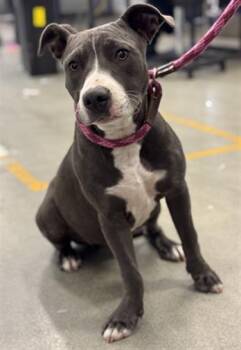 Staffordshire Bull Terrier and Mixed Breed Dogs Available for Adoption in Houston, Texas - APPLEJACK | PetCurious