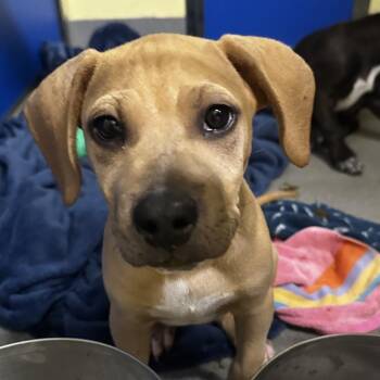Hawk -  Mixed Breed Dog for Adoption in Blue Ridge, Georgia - Hawk | PetCurious