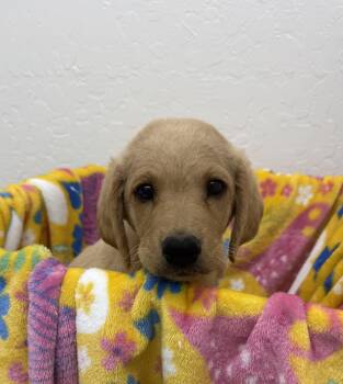 Poodle Dogs Available for Adoption in Sonora, California - Mars | PetCurious