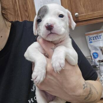 Shepherd Dogs Available for Adoption in Tupelo, Mississippi - Claret Cup 041708U | PetCurious