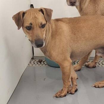 Chalupa -  Pug and Mixed Breed Dog for Adoption in Dover, Arkansas - Chalupa | PetCurious