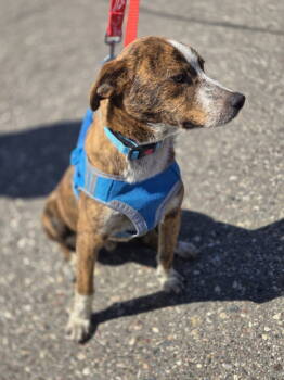Rescue Australian Cattle Dog Blue Heeler Dogs for Adoption in Minneapolis, Minnesota - Maverick | PetCurious