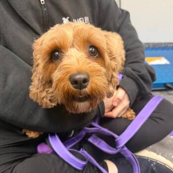 Sadie -  Mixed Breed Dog for Adoption in Columbiana, Alabama - Sadie | PetCurious