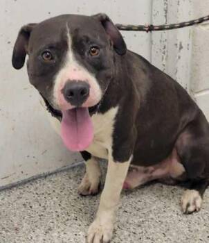 Boulder -  Pit Bull Terrier and Mixed Breed Dog for Adoption in Kansas City, Missouri - Boulder | PetCurious