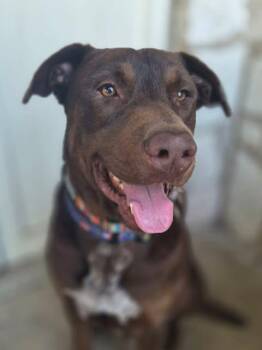 Labrador Retriever Dogs Available for Adoption - Kristoff | PetCurious