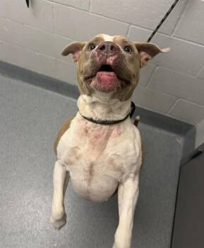 RJ -  Pit Bull Terrier Dog for Adoption in Indianapolis, Indiana - RJ | PetCurious