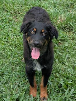 Theo -  Australian Shepherd Dog for Adoption in Baton Rouge, Louisiana - Theo | PetCurious
