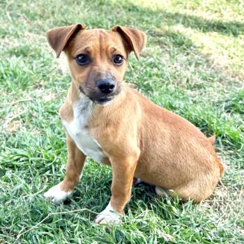 Chihuahua and Dachshund Dogs Available for Adoption - Deacon | PetCurious