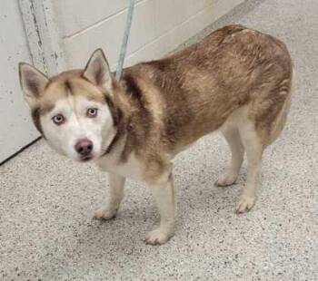 Shearah -  Siberian Husky and Mixed Breed Dog for Adoption in Kansas City, Missouri - Shearah | PetCurious