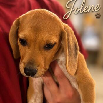 Jolene -  Beagle and Mixed Breed Dog for Adoption in Opelika, Alabama - Jolene | PetCurious