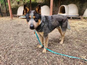 Australian Cattle Dog Blue Heeler Dogs Available for Adoption in Paso Robles, California - Diesel | PetCurious