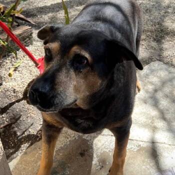 Magic 4342 -  Mixed Breed Dog for Adoption in Loxahatchee Groves, Florida - Magic 4342 | PetCurious