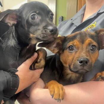 Chihuahua and Terrier Dogs Available for Adoption in Batavia, New York - Two Guys And A Girl | PetCurious