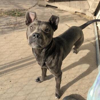 Rescue Labrador Retriever and Pit Bull Terrier Dogs for Adoption in Newport, Arkansas - Autumn | PetCurious