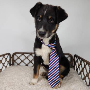 Australian Shepherd Dogs Available for Adoption in Fort Wayne, Indiana - Joe Jonas | PetCurious