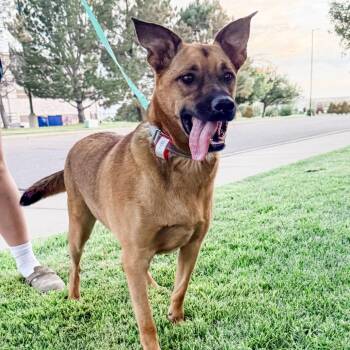 1006 (2026) Esko -  Shepherd and Mixed Breed Dog for Adoption in Parker, Colorado - 1006 (2026) Esko | PetCurious