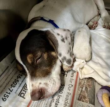 Toby -  Beagle Dog for Adoption in Parma, Ohio - Toby | PetCurious